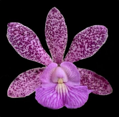 Cattleya Magairlin -- hardy ez to grow orchid, violet blooms (NOT in-bud/bloom when shipped)
