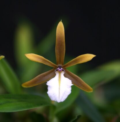 Dinema polybulbon – true miniature orchid species, fragrant blooms, perfect for terrariums vivariums easy to grow NOT in bud/bloom when shipped
