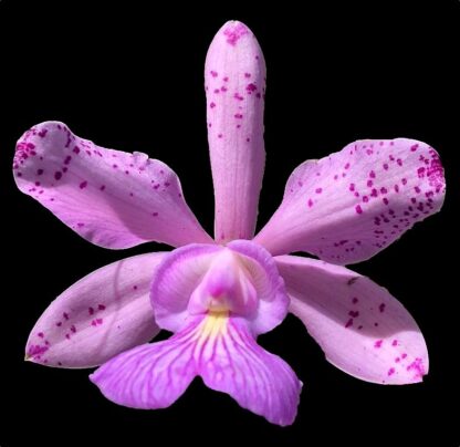 Cattleya Magairlin -- hardy ez to grow orchid, violet blooms (NOT in-bud/bloom when shipped) - Image 2