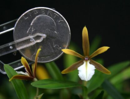 Dinema polybulbon – true miniature orchid species, fragrant blooms, perfect for terrariums vivariums easy to grow NOT in bud/bloom when shipped - Image 2