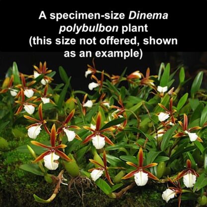 Dinema polybulbon – true miniature orchid species, fragrant blooms, perfect for terrariums vivariums easy to grow NOT in bud/bloom when shipped - Image 3