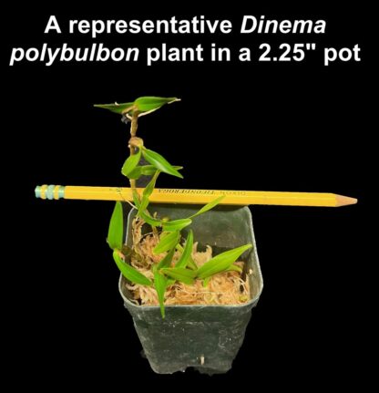 Dinema polybulbon – true miniature orchid species, fragrant blooms, perfect for terrariums vivariums easy to grow NOT in bud/bloom when shipped - Image 4