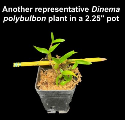 Dinema polybulbon – true miniature orchid species, fragrant blooms, perfect for terrariums vivariums easy to grow NOT in bud/bloom when shipped - Image 5