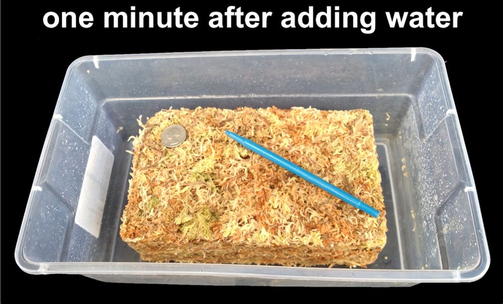 New Zealand Sphagnum Moss 100-grams/3.5 oz dehydrated just add water excellent medium for many orchids and carnivorous plants - Image 2