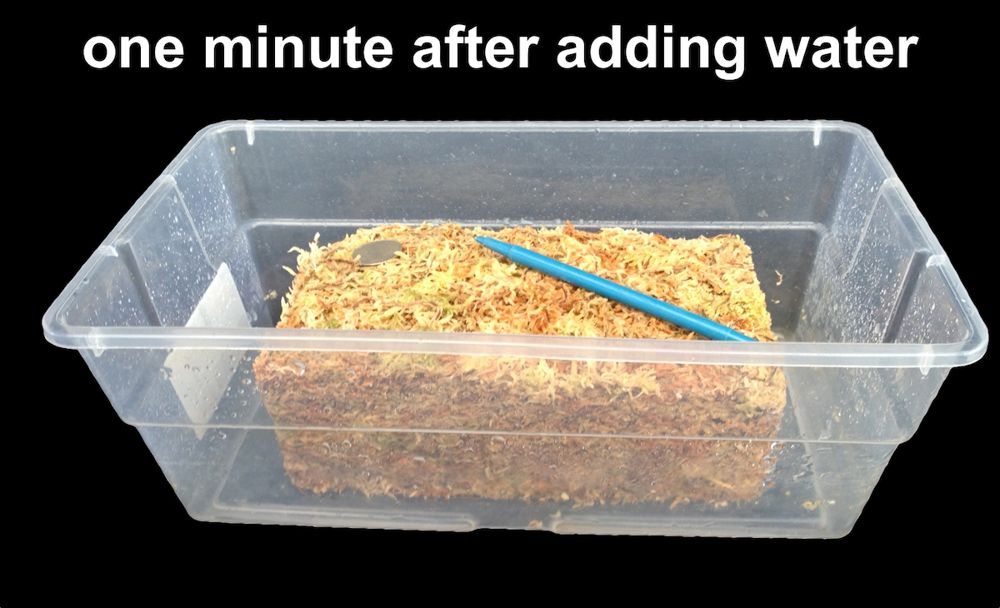 New Zealand Sphagnum Moss 100-grams/3.5 oz dehydrated just add water excellent medium for many orchids and carnivorous plants - Image 3