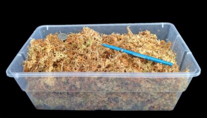 New Zealand Sphagnum Moss 100-grams/3.5 oz dehydrated just add water excellent medium for many orchids and carnivorous plants - Image 4