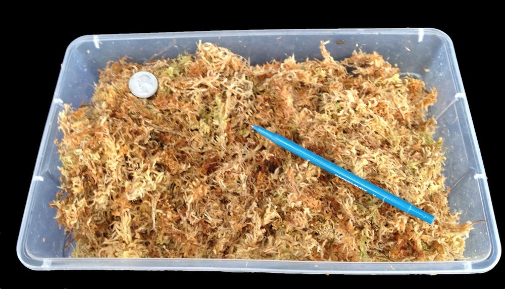 New Zealand Sphagnum Moss 100-grams/3.5 oz dehydrated just add water  excellent medium for many orchids and carnivorous plants – Orchid Insanity