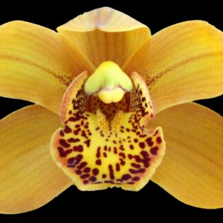 Cymbidium Enzan Forest 'Majolica' - beautiful orange blooms, vigorous easy to grow (NOT in-bud/bloom when shipped)