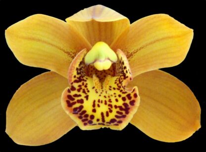 Cymbidium Enzan Forest 'Majolica' - beautiful orange blooms, vigorous easy to grow (NOT in-bud/bloom when shipped)