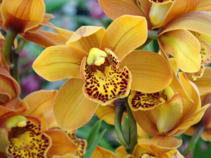 Cymbidium Enzan Forest 'Majolica' - beautiful orange blooms, vigorous easy to grow (NOT in-bud/bloom when shipped) - Image 2
