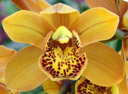 Cymbidium Enzan Forest 'Majolica' - beautiful orange blooms, vigorous easy to grow (NOT in-bud/bloom when shipped) - Image 3