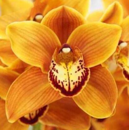 Cymbidium Enzan Forest 'Majolica' - beautiful orange blooms, vigorous easy to grow (NOT in-bud/bloom when shipped) - Image 4