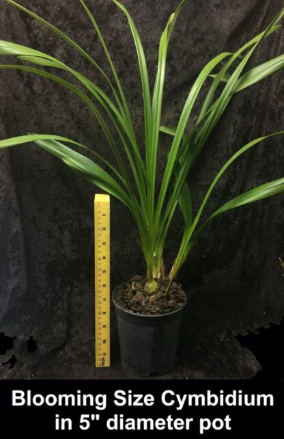 Cymbidium Enzan Forest 'Majolica' - beautiful orange blooms, vigorous easy to grow (NOT in-bud/bloom when shipped) - Image 5