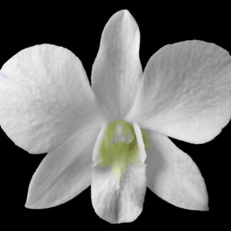 Dendrobium pure white flower nobile-type hybrid orchid easy (not in-bud/bloom when shipped)