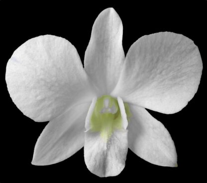 Dendrobium pure white flower nobile-type hybrid orchid easy (not in-bud/bloom when shipped)