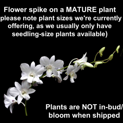 Dendrobium pure white flower nobile-type hybrid orchid easy (not in-bud/bloom when shipped) - Image 2