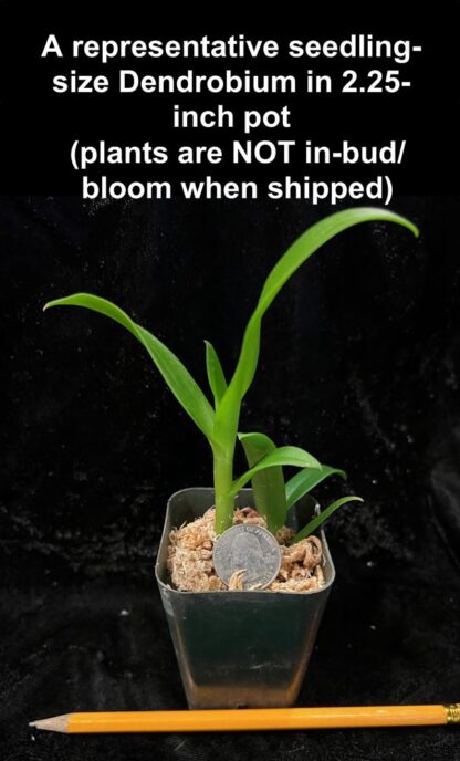 Dendrobium pure white flower nobile-type hybrid orchid easy (not in-bud/bloom when shipped) - Image 3