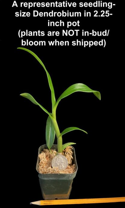 Dendrobium pure white flower nobile-type hybrid orchid easy (not in-bud/bloom when shipped) - Image 4