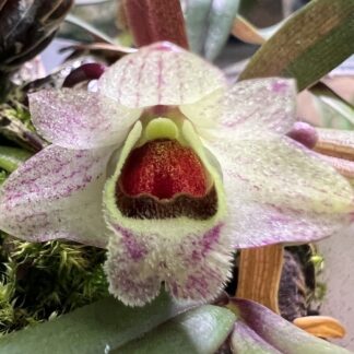 Dendrobium hekouense -- miniature cute orchid species from China easy	grow uncommon NOT in-bud/bloom