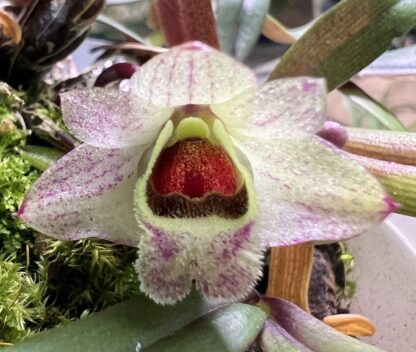 Dendrobium hekouense -- miniature cute orchid species from China easy	grow uncommon NOT in-bud/bloom