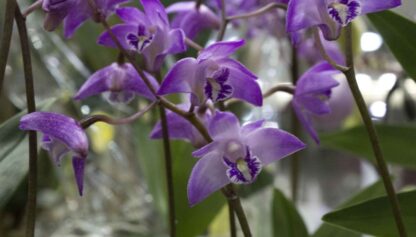 Dendrobium kingianum hardy easy Australian species very fragrant blooms excellent beginner orchid