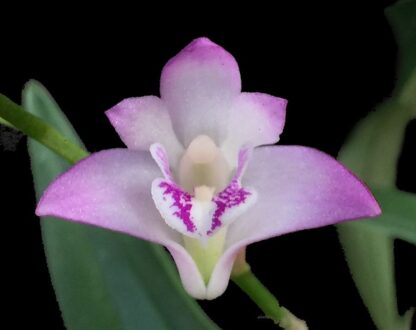 Dendrobium kingianum single-cane (keiki) easy Australian species very fragrant blooms excellent beginner orchid