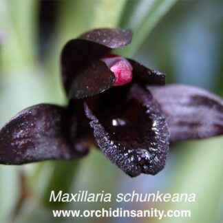 Maxillaria schunkeana -- black-colored flowers very easy to grow uncommon orchid NOT in-bud/bloom