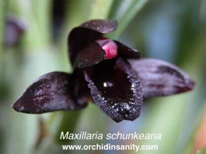 Maxillaria schunkeana -- black-colored flowers very easy to grow uncommon orchid NOT in-bud/bloom