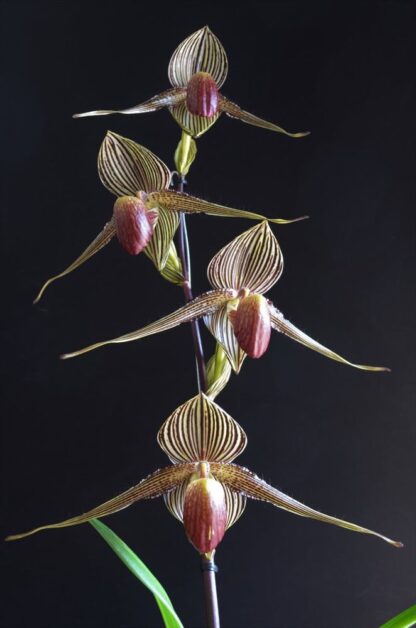 Paphiopedilum rothschildianum the king of orchids slipper orchid species from Borneo extremely impressive
