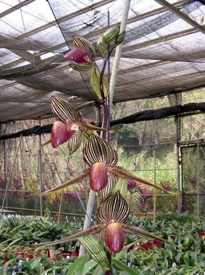 Paphiopedilum rothschildianum the king of orchids slipper orchid species from Borneo extremely impressive - Image 2