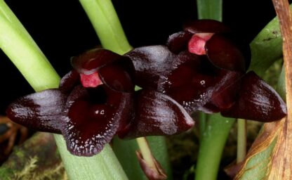 Maxillaria schunkeana -- black-colored flowers very easy to grow uncommon orchid NOT in-bud/bloom - Image 2