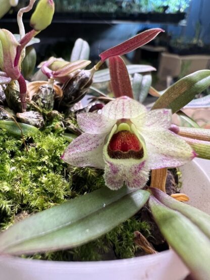 Dendrobium hekouense -- miniature cute orchid species from China easy	grow uncommon NOT in-bud/bloom - Image 2