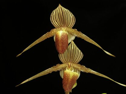 Paphiopedilum rothschildianum the king of orchids slipper orchid species from Borneo extremely impressive - Image 3