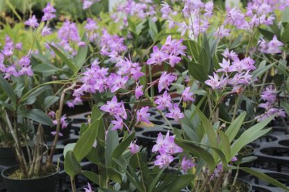 Dendrobium kingianum single-cane (keiki) easy Australian species very fragrant blooms excellent beginner orchid - Image 2