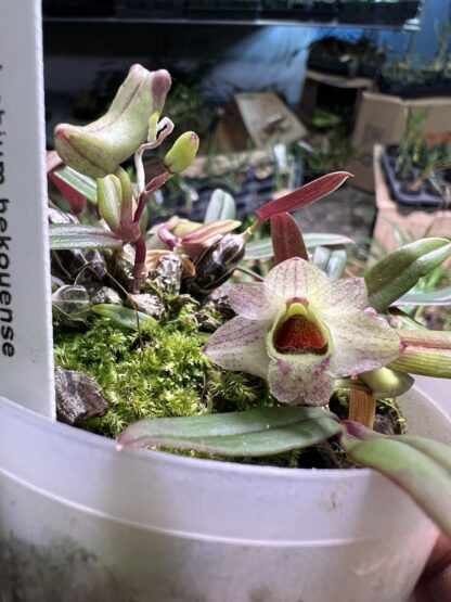 Dendrobium hekouense -- miniature cute orchid species from China easy	grow uncommon NOT in-bud/bloom - Image 4