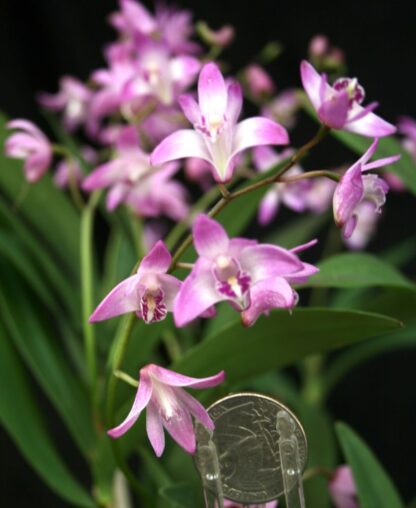 Dendrobium kingianum single-cane (keiki) easy Australian species very fragrant blooms excellent beginner orchid - Image 3