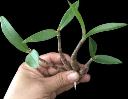 Dendrobium kingianum single-cane (keiki) easy Australian species very fragrant blooms excellent beginner orchid - Image 8