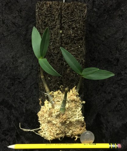 Dendrobium kingianum single-cane (keiki) easy Australian species very fragrant blooms excellent beginner orchid - Image 9