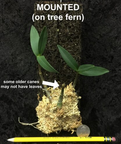 Dendrobium kingianum single-cane (keiki) easy Australian species very fragrant blooms excellent beginner orchid - Image 10