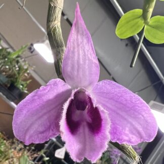 Dendrodium anosmum -- very fragrant pendulous deciduous easy-to-grow non-fussy orchid (not in-bud/bloom when shipped)
