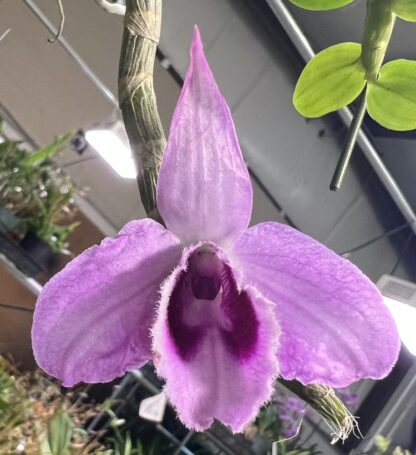 Dendrodium anosmum -- very fragrant pendulous deciduous easy-to-grow non-fussy orchid (not in-bud/bloom when shipped)