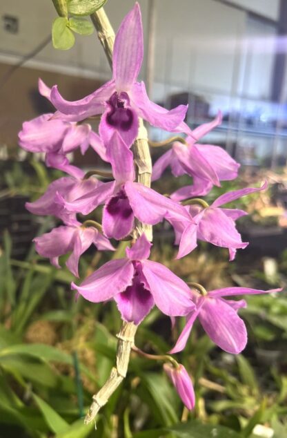 Dendrodium anosmum -- very fragrant pendulous deciduous easy-to-grow non-fussy orchid (not in-bud/bloom when shipped) - Image 2