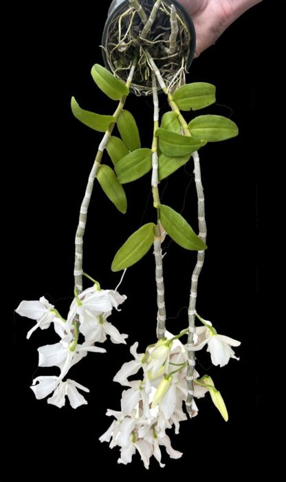 Dendrodium anosmum -- very fragrant pendulous deciduous easy-to-grow non-fussy orchid (not in-bud/bloom when shipped) - Image 3