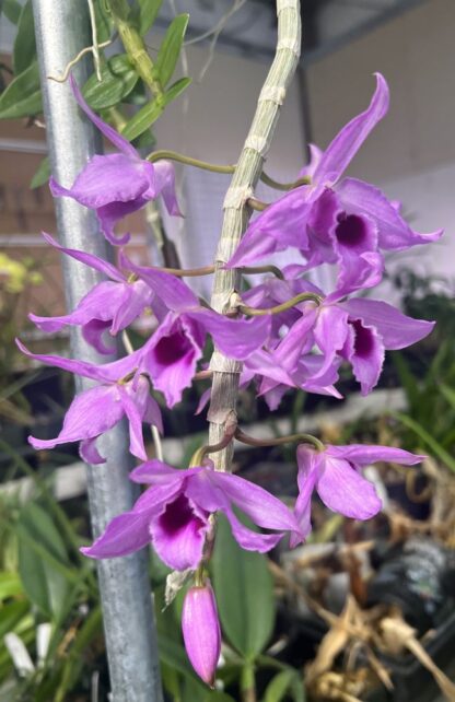 Dendrodium anosmum -- very fragrant pendulous deciduous easy-to-grow non-fussy orchid (not in-bud/bloom when shipped) - Image 4