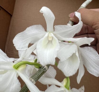 Dendrodium anosmum -- very fragrant pendulous deciduous easy-to-grow non-fussy orchid (not in-bud/bloom when shipped) - Image 5