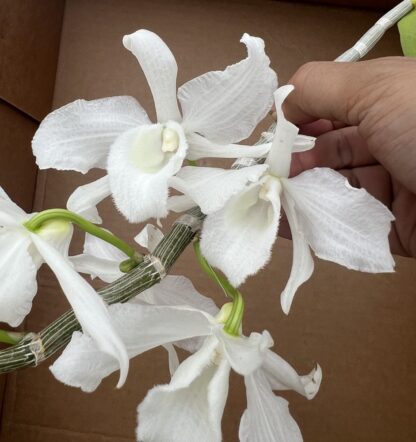 Dendrodium anosmum -- very fragrant pendulous deciduous easy-to-grow non-fussy orchid (not in-bud/bloom when shipped) - Image 6