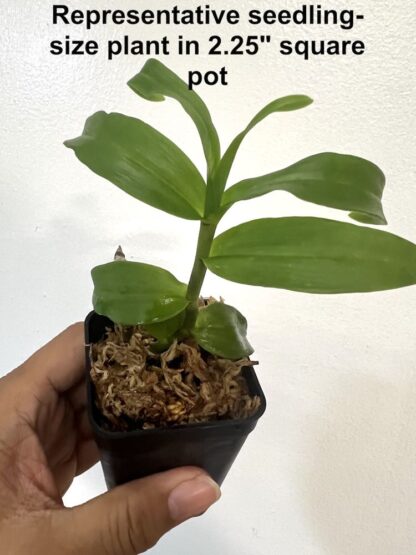 Dendrodium anosmum -- very fragrant pendulous deciduous easy-to-grow non-fussy orchid (not in-bud/bloom when shipped) - Image 7