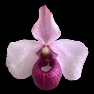 Paphiopedilum delenatii