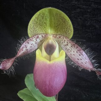 Paphiopedilum moquetteanum -- fascinating and surprisingly easy sequential-blooming Paph species